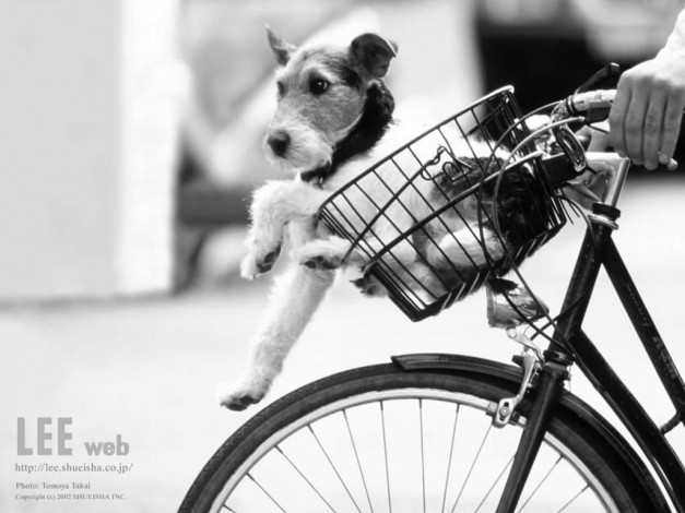 Обои картинки фото животные, собаки