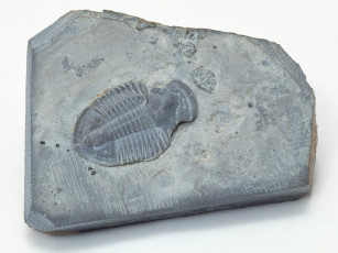 Картинка разное ракушки кораллы декоративные spa камни