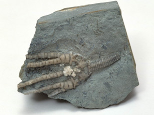 Картинка разное ракушки кораллы декоративные spa камни