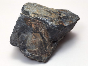 Картинка разное ракушки кораллы декоративные spa камни