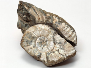 Картинка разное ракушки кораллы декоративные spa камни