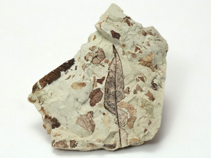 Картинка разное ракушки кораллы декоративные spa камни