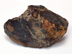 Картинка разное ракушки кораллы декоративные spa камни