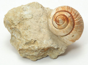 Картинка разное ракушки кораллы декоративные spa камни