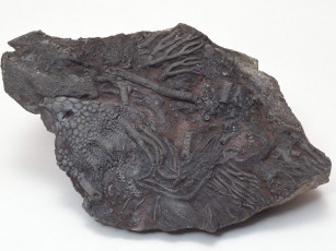 Картинка разное ракушки кораллы декоративные spa камни