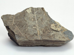 Картинка разное ракушки кораллы декоративные spa камни