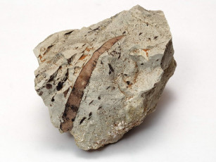 Картинка разное ракушки кораллы декоративные spa камни