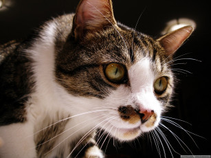 Картинка животные коты