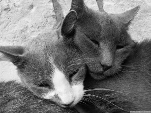 Картинка животные коты