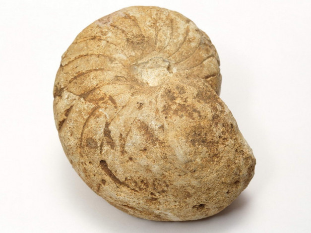 Обои картинки фото разное, ракушки, кораллы, декоративные, spa, камни