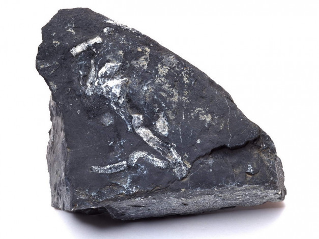 Обои картинки фото разное, ракушки, кораллы, декоративные, spa, камни