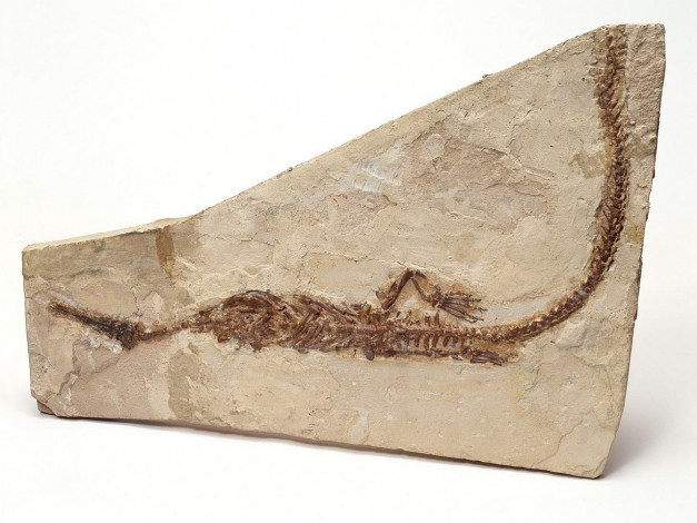 Обои картинки фото разное, ракушки, кораллы, декоративные, spa, камни