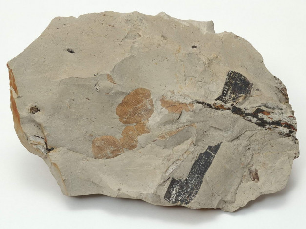 Обои картинки фото разное, ракушки, кораллы, декоративные, spa, камни