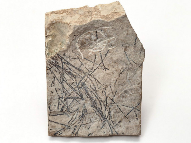 Обои картинки фото разное, ракушки, кораллы, декоративные, spa, камни