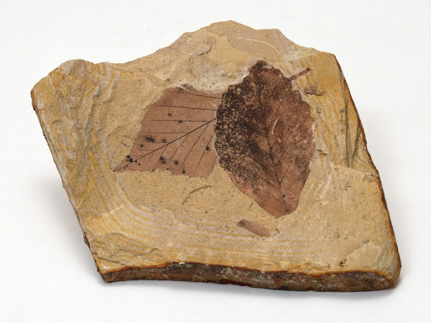 Обои картинки фото разное, ракушки, кораллы, декоративные, spa, камни