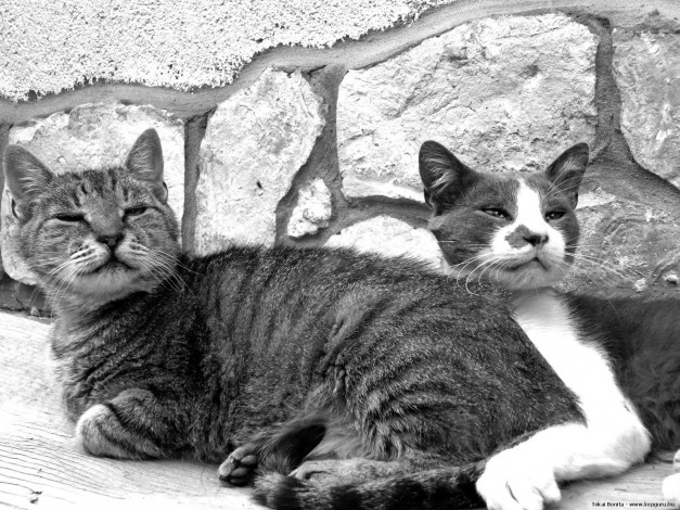 Обои картинки фото животные, коты