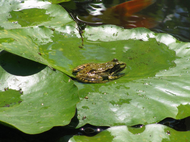 Обои картинки фото животные, лягушки