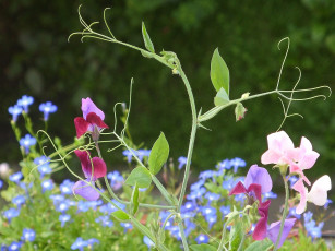 Картинка цветы луговые полевые