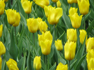 Картинка цветы тюльпаны