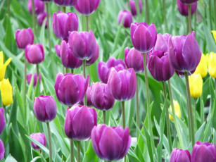 Картинка цветы тюльпаны
