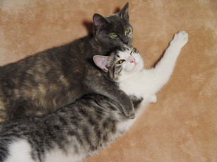 Картинка животные коты