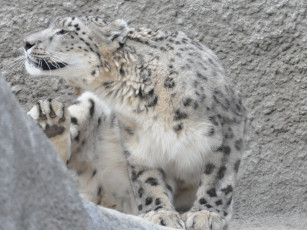 Картинка животные снежный барс ирбис