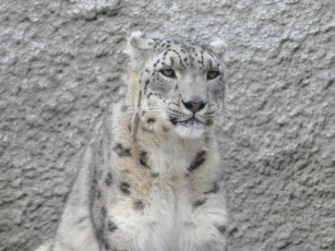 Картинка животные снежный барс ирбис