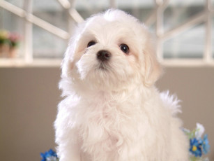 Картинка животные собаки