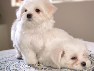 Картинка животные собаки