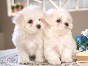 Картинка животные собаки