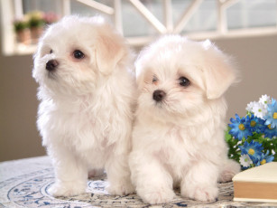 Картинка животные собаки