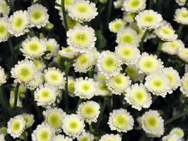 Обои картинки фото цветы, хризантемы