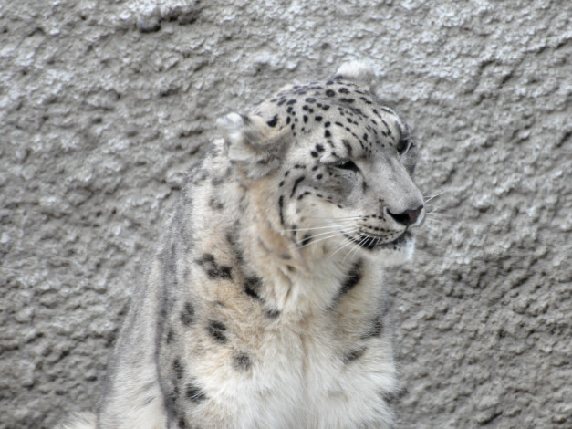 Обои картинки фото животные, снежный, барс, ирбис