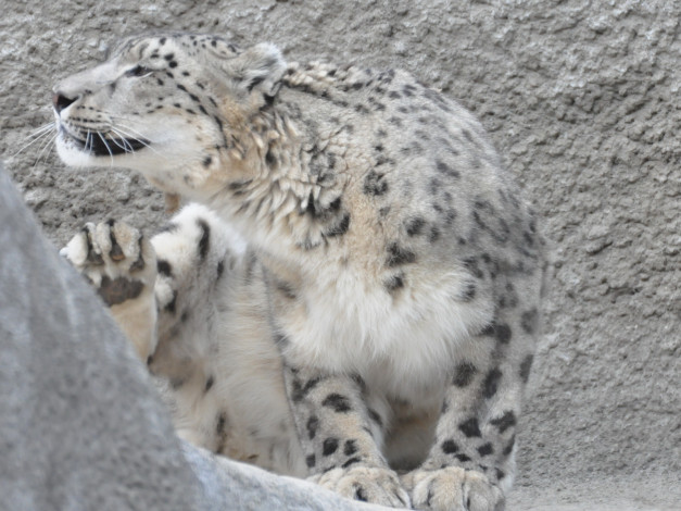 Обои картинки фото животные, снежный, барс, ирбис