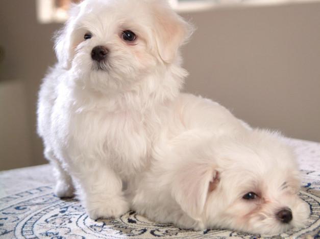 Обои картинки фото животные, собаки