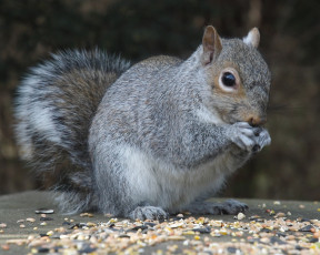 Картинка животные белки