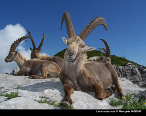 Картинка животные козы