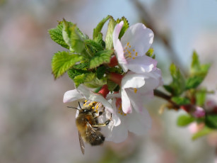 обоя цветы, цветущие, деревья, кустарники