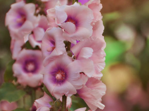 Картинка цветы мальвы