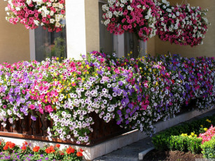 Картинка цветы петунии калибрахоа