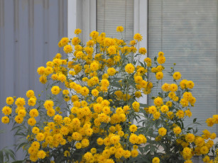 Картинка цветы рудбекия