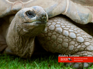 Картинка животные Черепахи