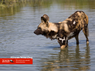 Картинка животные гиены гиеновые собаки