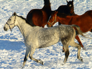 Картинка животные лошади
