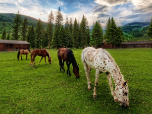 Картинка животные лошади