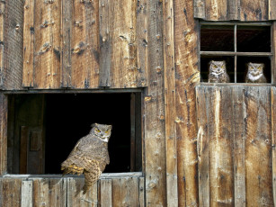 Картинка животные совы