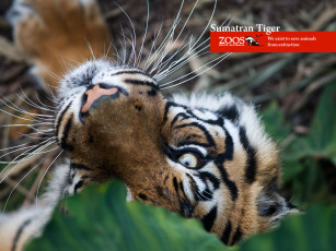 Картинка животные тигры