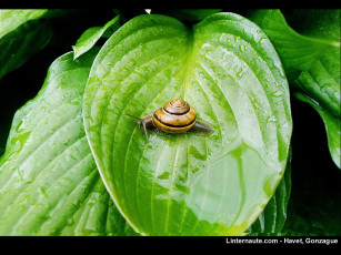 Картинка животные улитки