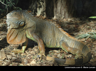 Картинка животные Ящерицы игуаны вараны