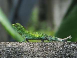 Картинка животные Ящерицы игуаны вараны